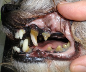 Pravidelné ošetrovanie ústnej dutiny