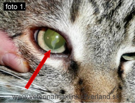 O kocúrikovi Kocúrikovi